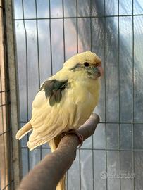 Kakariki femmina