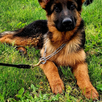 Cuccioli pastore tedesco