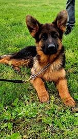 Cuccioli pastore tedesco