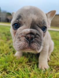 Bulldog Francese