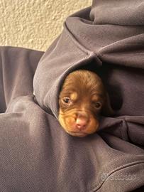 Cuccioli di bassotti nani pelo corto