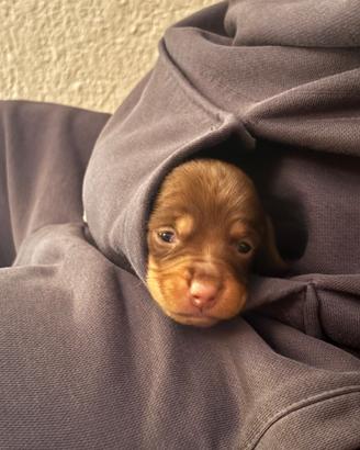 Cuccioli di bassotti nani pelo corto