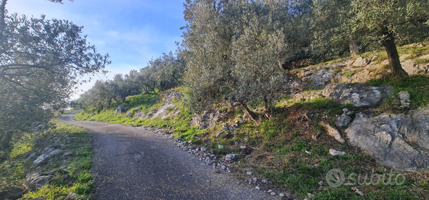 Terreno coltivato ad oliveto san pietro infine (CE