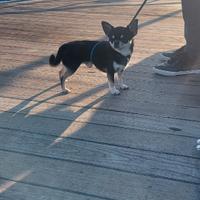 Chihuahua per monta