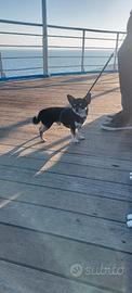 Chihuahua per monta
