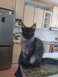 main coon 