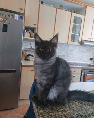 main coon 