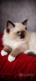 Cucciola ragdoll pedigree Anfi