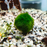 Marimo moss muschio palla