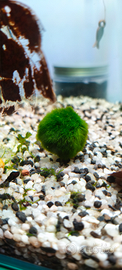 Marimo moss muschio palla
