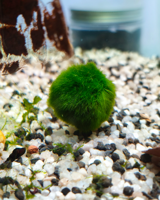 Marimo moss muschio palla