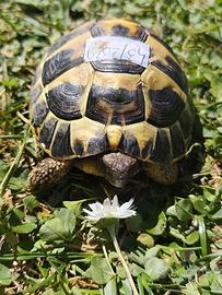 Tartaruga di terra Testudo Hermanni FonteC 43-2021