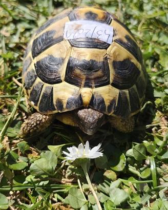 Tartaruga di terra Testudo Hermanni FonteC 43-2021