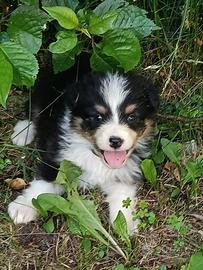 Australian shepherd pastore australiano