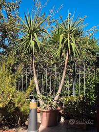Yucca elephantipes,  tronchetto della felicità