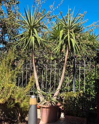 Yucca elephantipes,  tronchetto della felicità