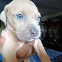 Pitbull Blue nose