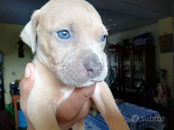 Pitbull Blue nose