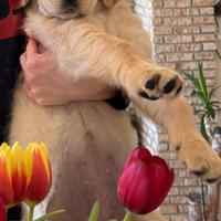 Golden retriever