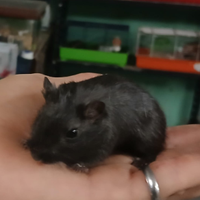 Gerbilli