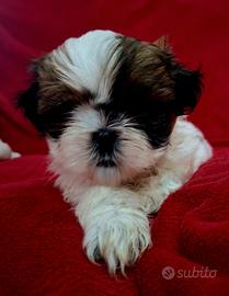 Cuccioli di Shitzu