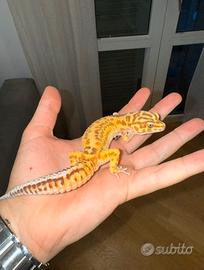Geco Leopardino