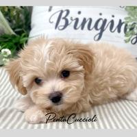 MALTIPO - MALTIPOO CUCCIOLI pag in 12 rate