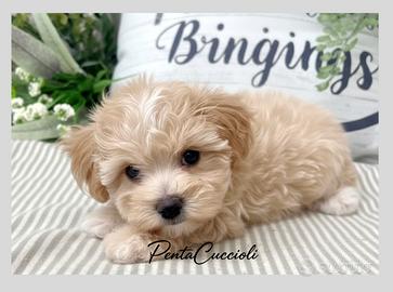 MALTIPO - MALTIPOO CUCCIOLI pag in 12 rate