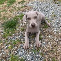 Ultimo Maschietto di Weimaraner