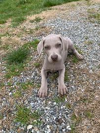 Ultimo Maschietto di Weimaraner