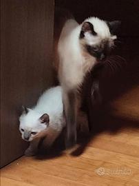 Cucciolo thai