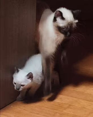 Cucciolo thai
