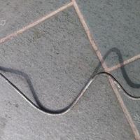 Citroen DS ID Pallas tubo pompa hp congiuntore