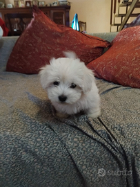 Cuccioli maltesi toy