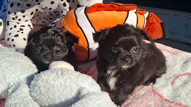 Cuccioli Chihuahua