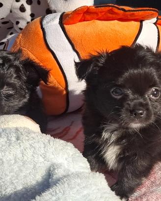 Cuccioli Chihuahua