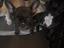 Immagine 4
