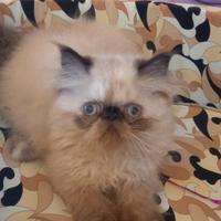 Gattina di razza persiano