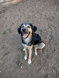 Splendido Simil Pastore di 8 mesi (Catania)