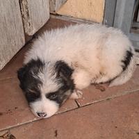 Cani pastore tedesco e maremmano