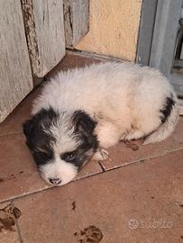 Cani pastore tedesco e maremmano