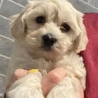 Cucciolata di maltipoo