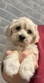 Cucciolata di maltipoo