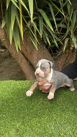 pitbull tricolor 