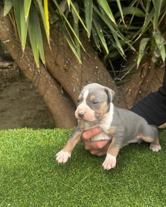 pitbull tricolor 