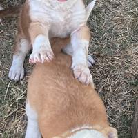 Due cucciole femmine taglia medio piccola ADOZIONE