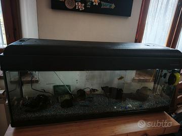 Acquario 