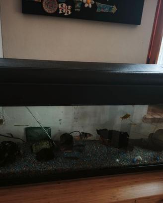 Acquario 