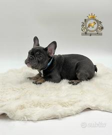 Sublime Maschietto bulldog francese total blu