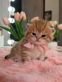 Gattina Scottish/Highland Golden Tabby (Femmina)